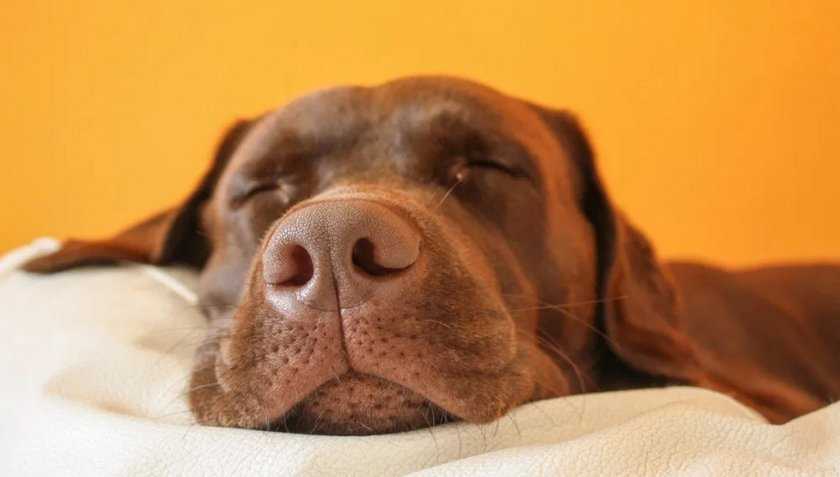 Почему собаки дергаются во сне?