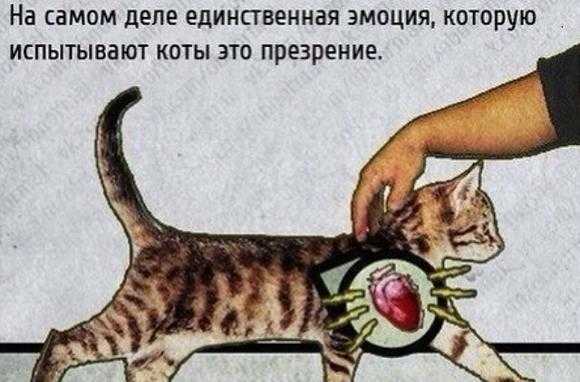 Почему кошки мурлыкают? почему коты мурчат, когда их гладишь? механизм кошачьего мурчания