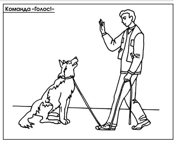 Как научить собаку команде «голос»? как приучить щенка лаять на чужих людей в частном доме в домашних условиях?