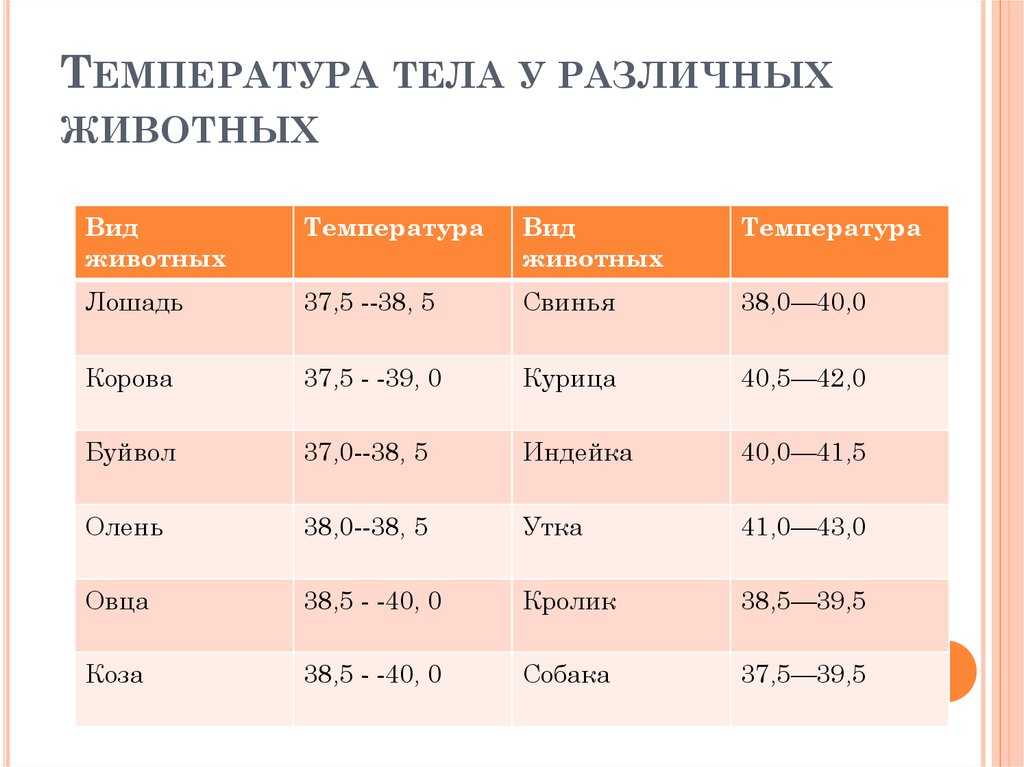 Температура у собак: какая считается нормой, а какая – нет - новости на kp.ua