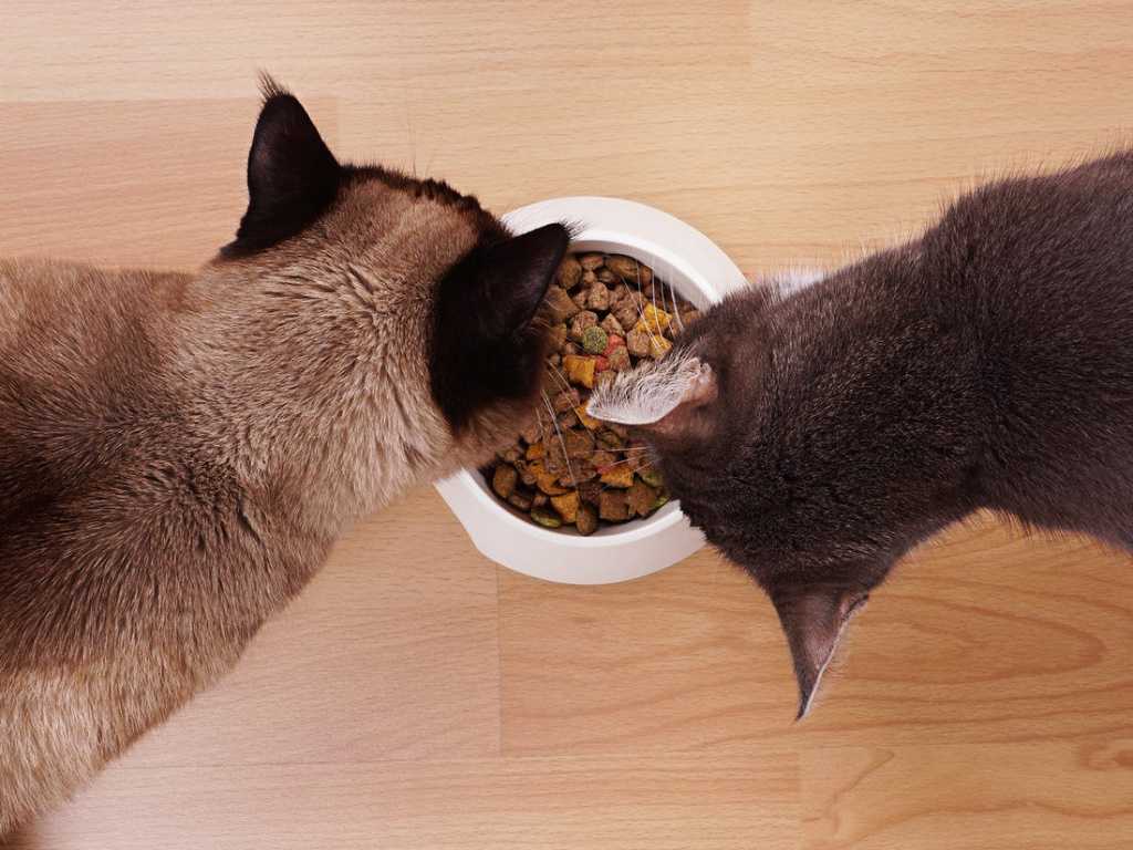 Почему кошка не ест [13 причин и что делать]