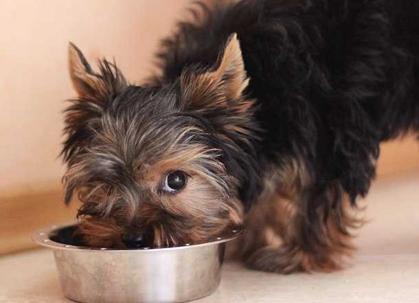 Чем кормить йорка щенка и взрослую собаку: корма, меню, правила питания