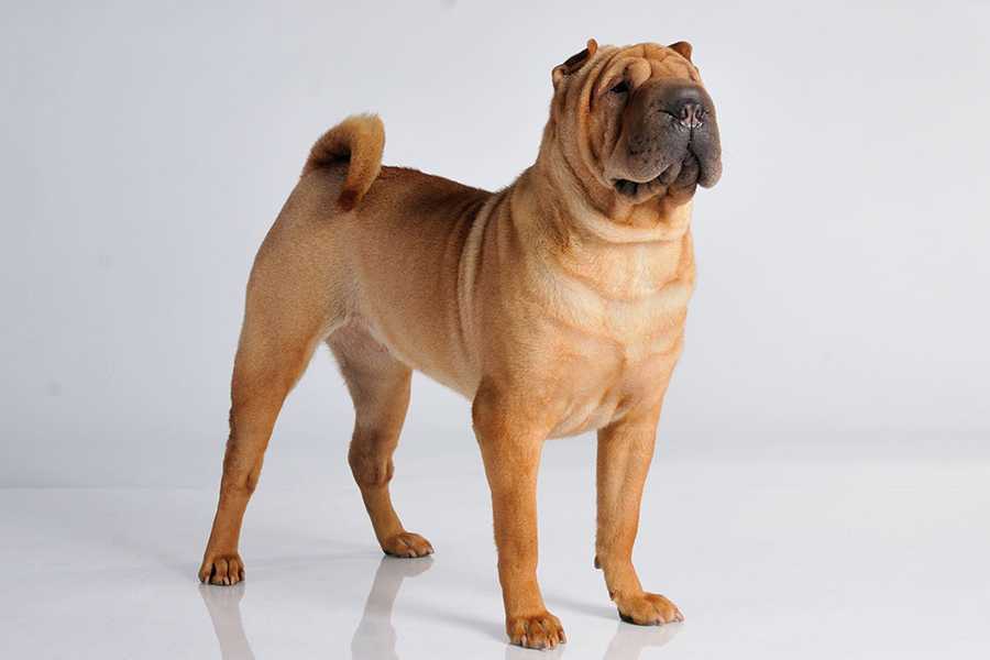 Собака шарпей фото описание породы и характер, цена щенка, отзывы владельцев