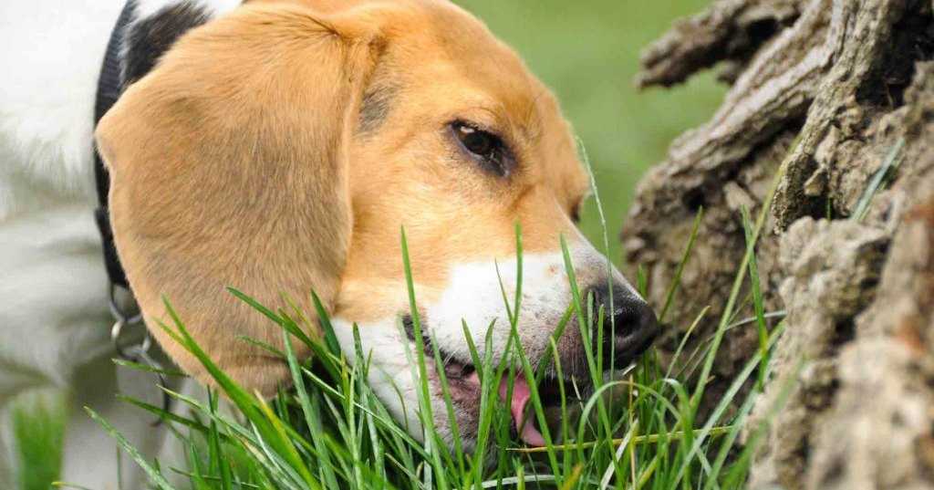 Причины поедания щенками камней и земли на улице: как реагировать хозяину