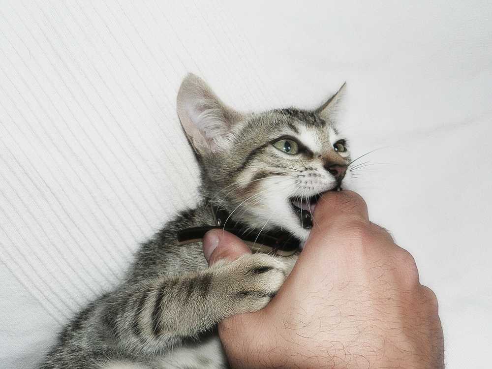 Зачем коты кусают себя?