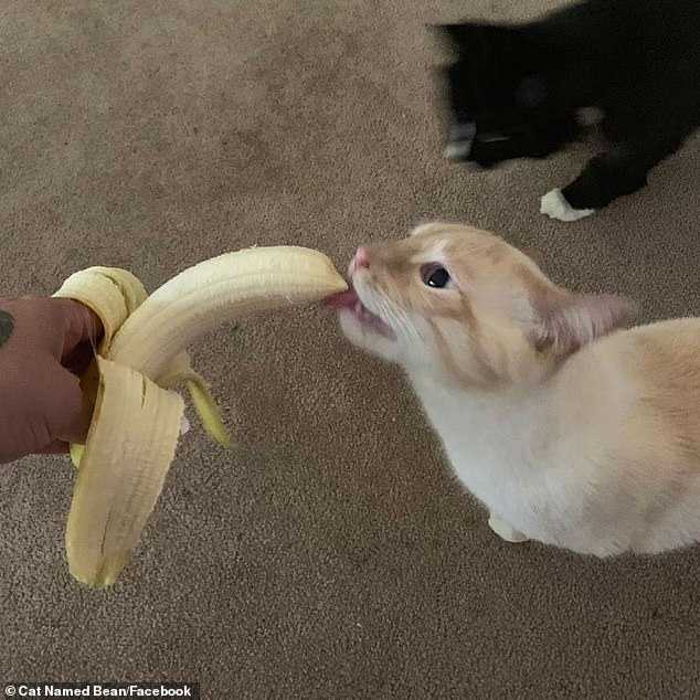 Можно ли котам давать бананы