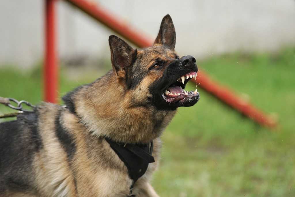 Как убрать агрессию у собак — пошаговое руководство