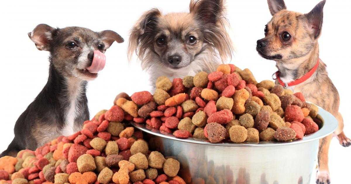 Почему собака не ест сухой корм и что при этом делать