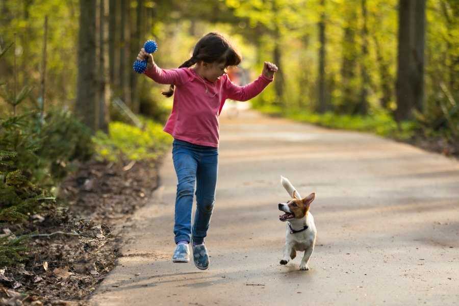 Прогулка с собакой: сколько нужно гулять, когда кормить, что взять с собой, чем заняться, правила выгула, гигиена