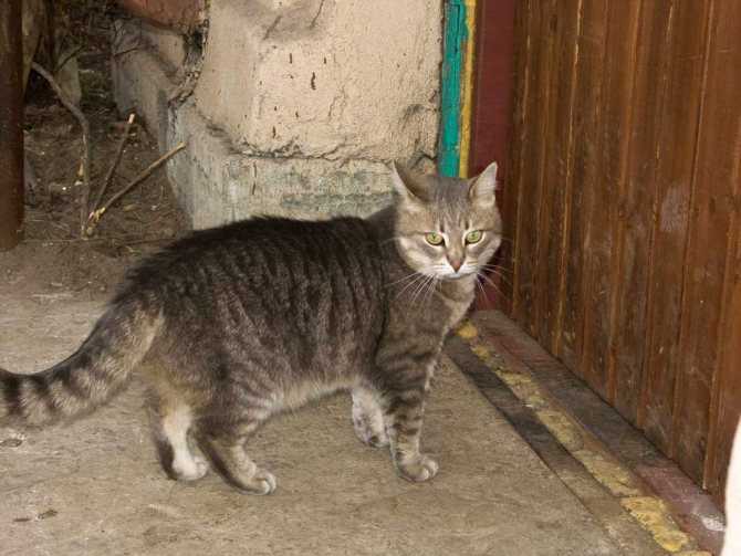 Кого лучше завести кота или кошку если уже есть кот