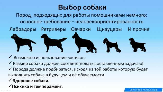 ᐉ как показать собаке что ты вожак? - zoomanji.ru