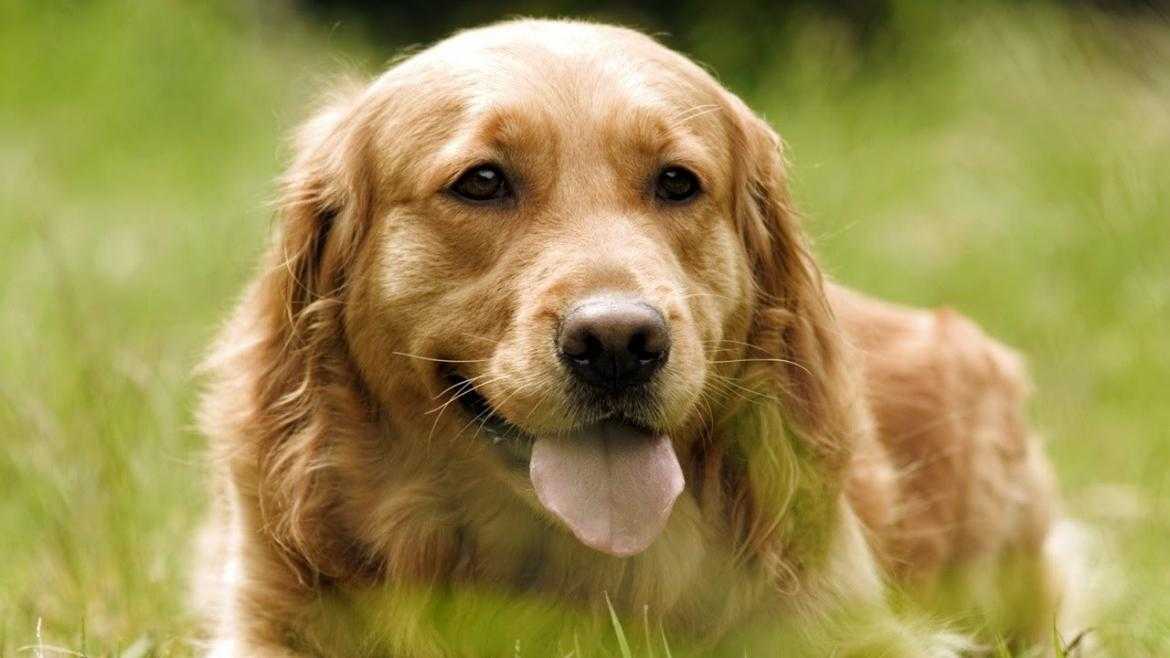 Золотистый (голден) ретривер: описание и характер собаки, фото, уход