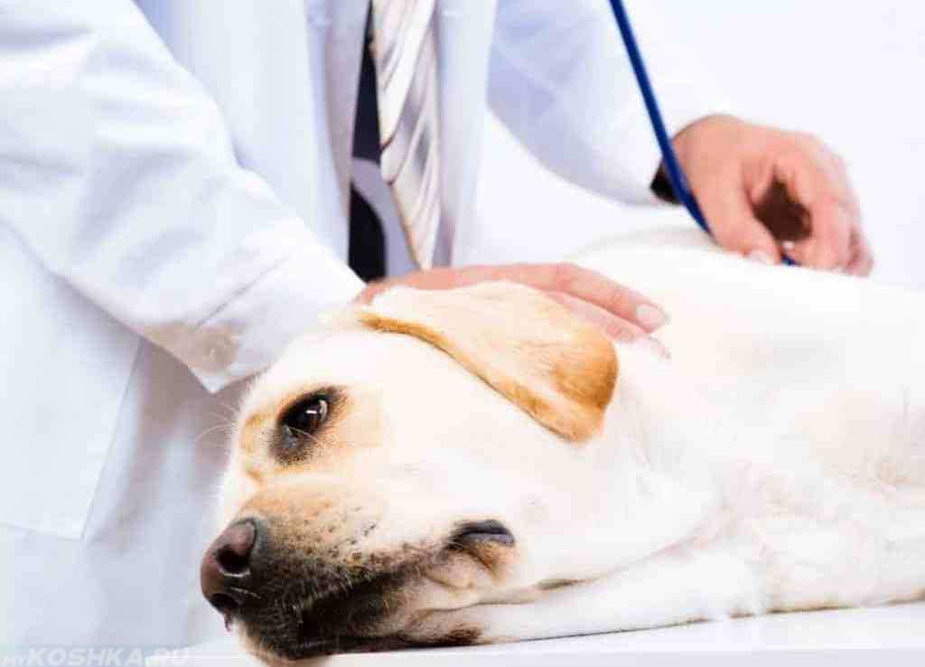 Раковые заболевания у собак и кошек