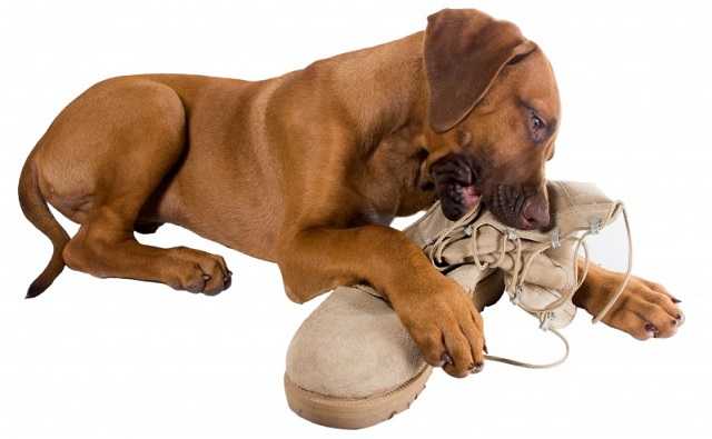 Как отучить собаку грызть вещи: выясняем причины и подбираем методы корректировки поведения