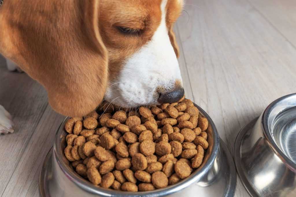 Как поменять корм собаке без вреда для её здоровья