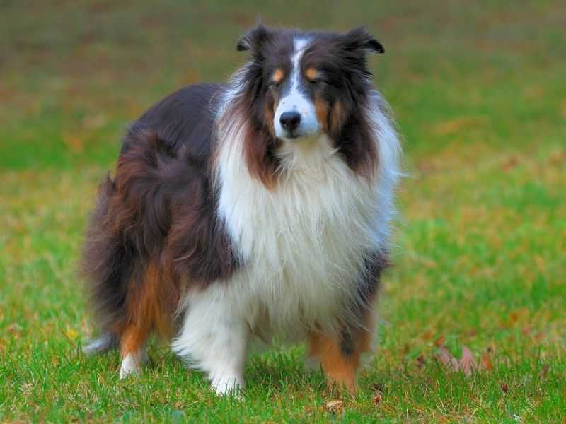 Колли собака (шотландская овчарка): описание, характеристика, фото