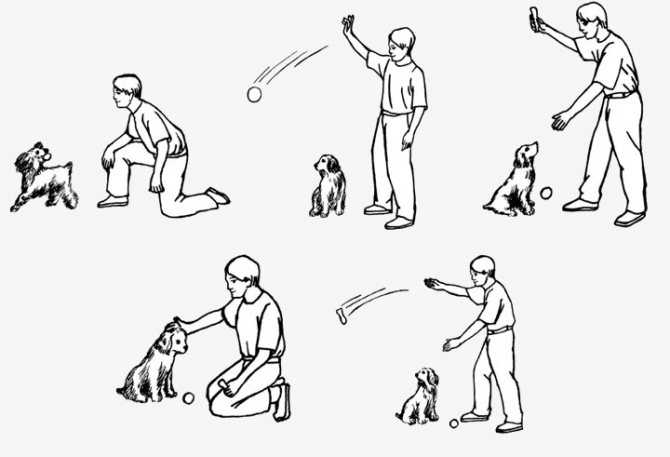 Трюковая дрессировка собак: назначение и общие принципы обучения