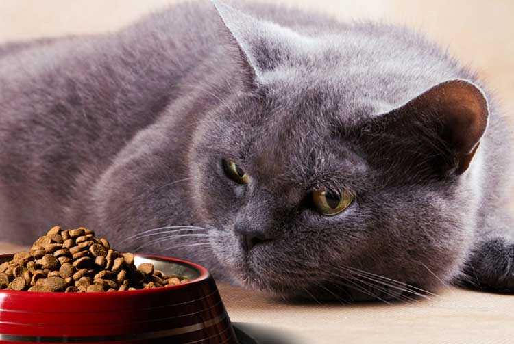 Кошку рвёт после сухого корма: причины и решение проблемы
