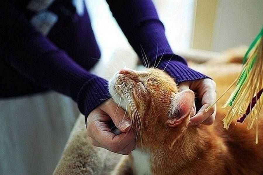 7 причин, из-за которых кошка не сидит на руках