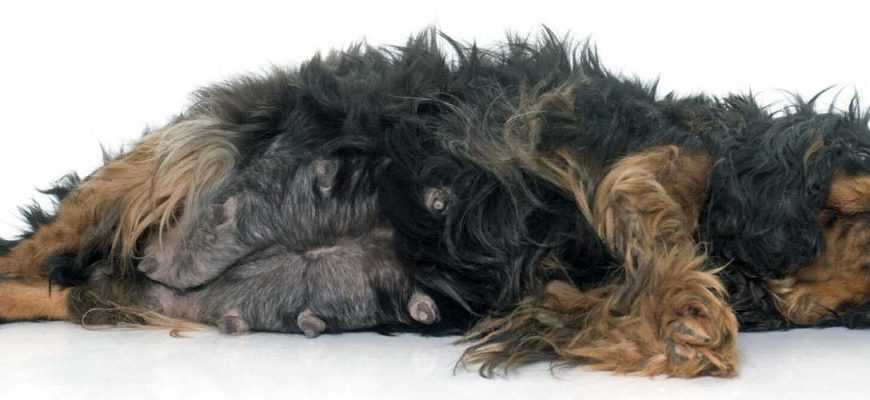 Ложная беременность (щенность) у собак | ветеринарная клиника «друзья»