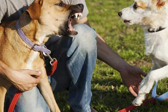 Как отучить собаку лаять без причины: самые действенные способы