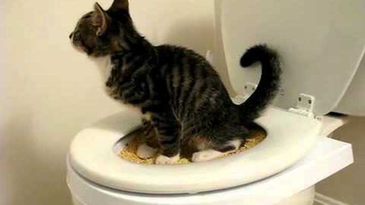 Как часто кошка какает – норма походов в туалет по-большому