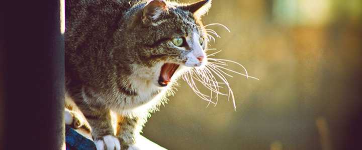 Причины, по которым коты могут орать по ночам
