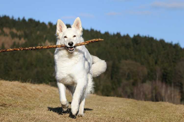 ᐉ как научить собаку приносить палочку - ➡ motildazoo.ru