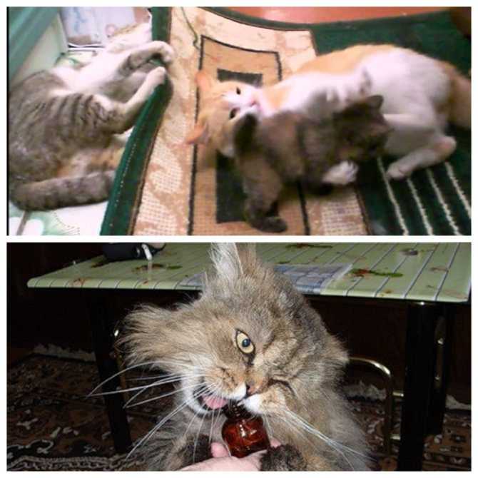 Почему коты любят валерьянку | блог ветклиники "беланта"