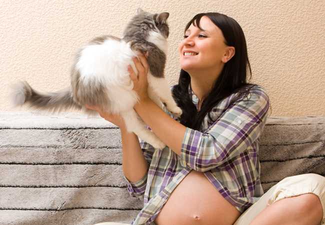 Чувствуют ли кошки беременность хозяйки на ранних