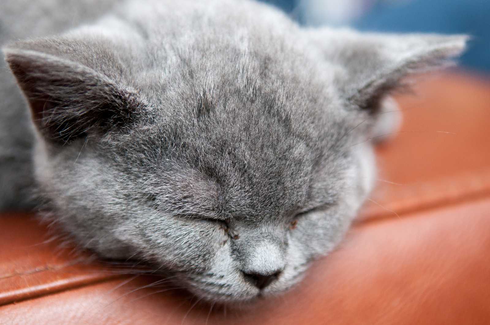 Котята воняют. Gray Cat Sleep.