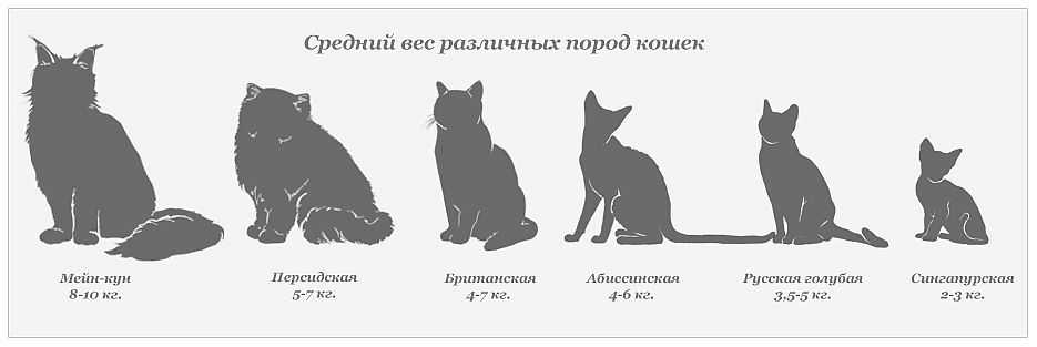 Норма веса котят по возрасту
