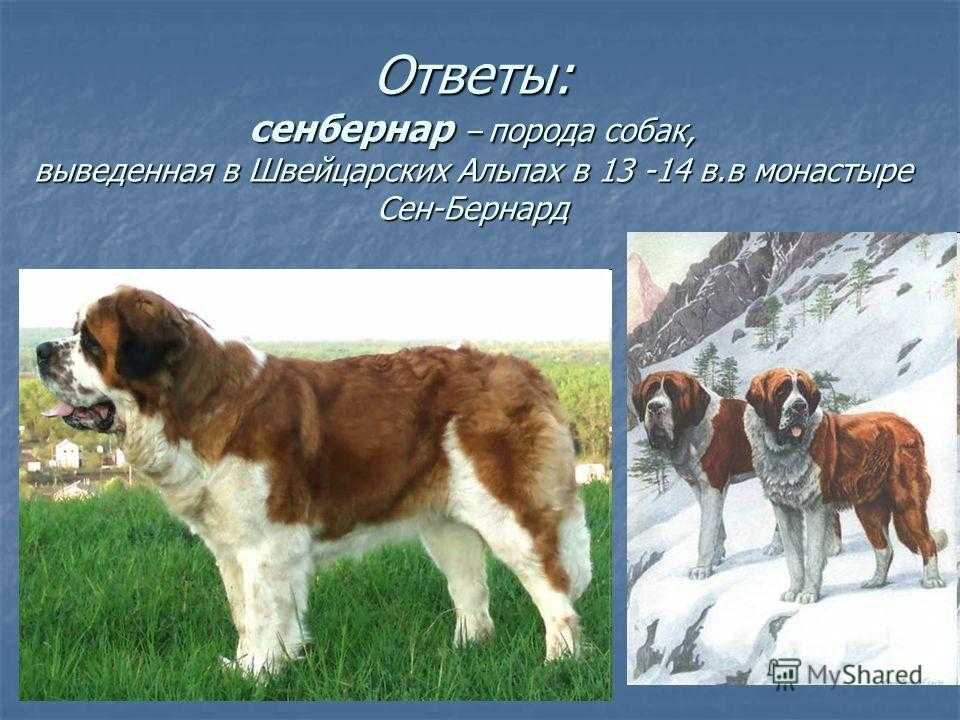 Сенбернар – энциклопедия о собаках