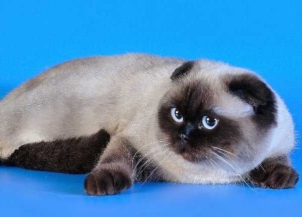 Сиамская кошка: 150 фото, стандарты породы, цена котенка, характер и возможные болезни
