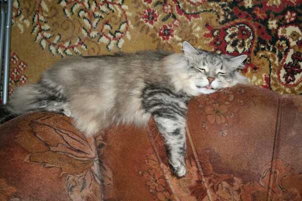 Сколько живут сиамские кастрированные коты в домашних условиях
