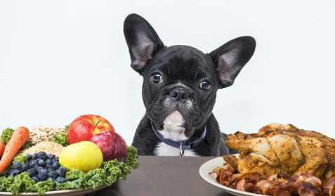 Чем кормить французского бульдога: щенка, взрослую собаку