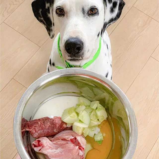 Правильная еда для собак: правила и нормы кормления собак, готовые рационы или натуральные продукты, витамины, как готовить еду для собаки
