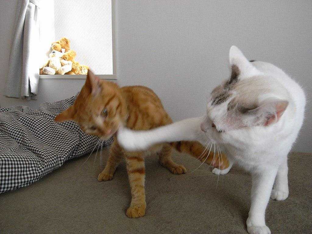 Как отучить котенка нападать?