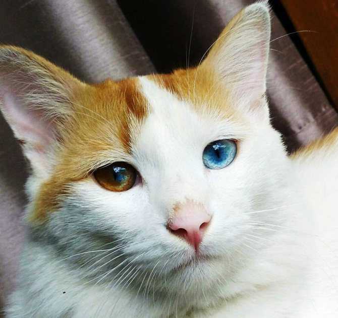 Одни утверждают, что разные глаза у кошки – мутация, другие полагают, что этот феномен указывает на наличие у животного какого-либо наследственного заболевания.