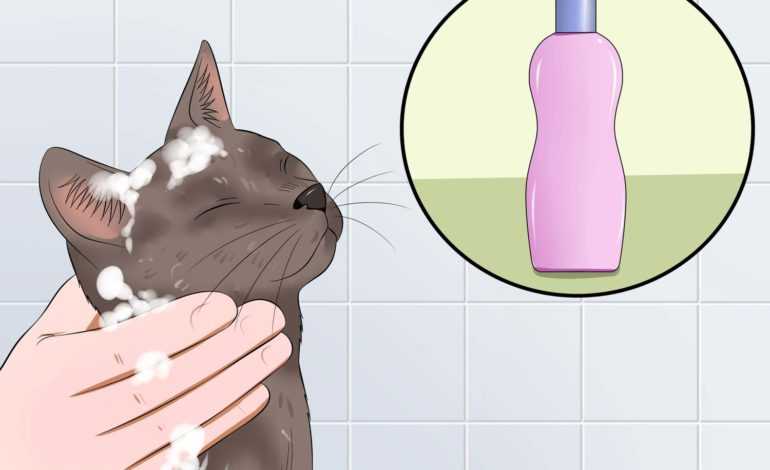 Можно ли мыть кота человеческим шампунем?