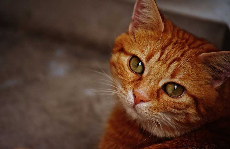 Рыжий кот в доме приметы