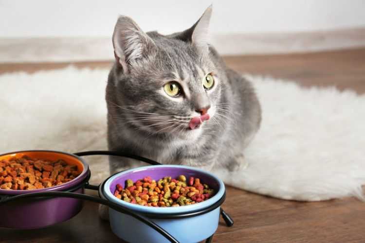 Почему котенок не ест сухой корм: причины и правила приучения питомца