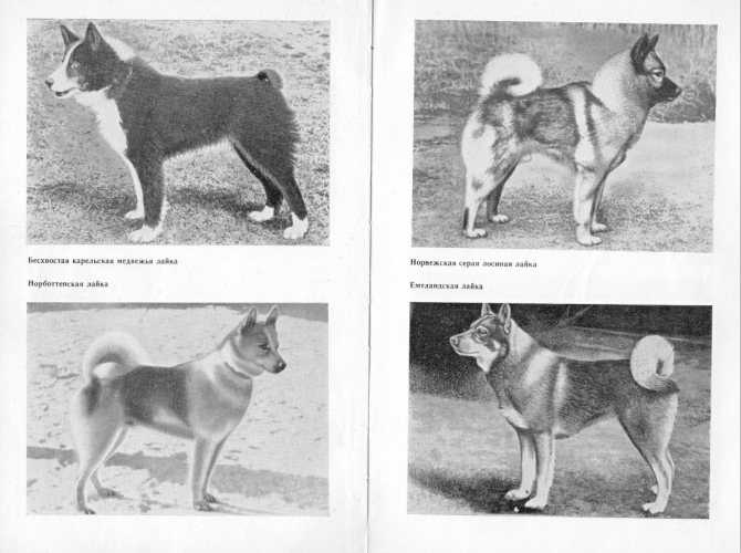 Западносибирская лайка: фото и характер собаки, уход, содержание