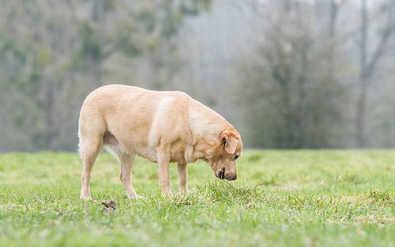 Почему собака ест траву | зачем, на улице