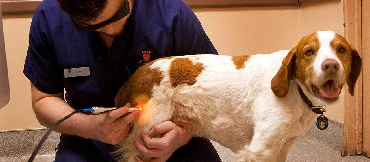 Кинезиотерапия для собак, кошек и других животных