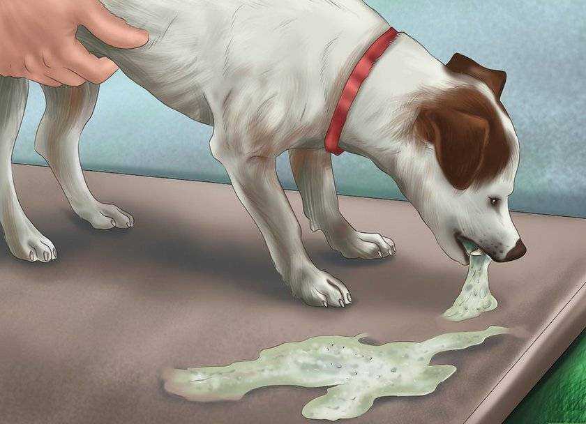 Кровавый понос и рвота у собаки - «айболит плюс» - сеть ветеринарных клиник