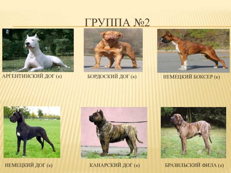 10 пород собак для ленивых хозяев - список беспроблемных пород