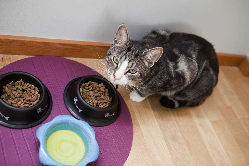 Кормление кошек: сухой корм или натуральное питание для кошек
