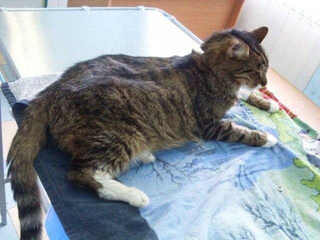 От каких болезней умирают кошки