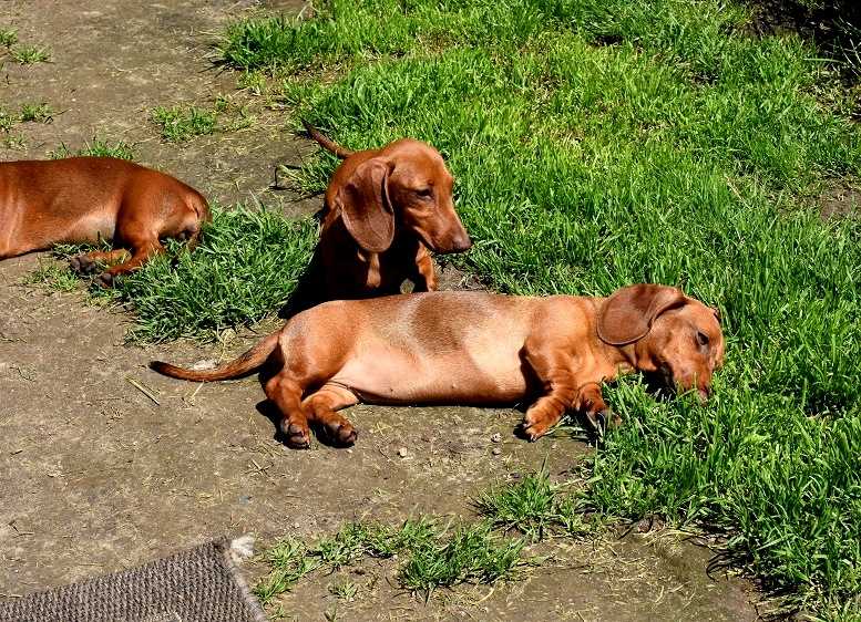 Карликовая такса (49 фото): описание гладкошерстной, жесткошерстной и других разновидностей породы, характер миниатюрных собак. размеры щенков мини-такс